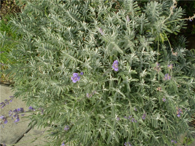 lavanda